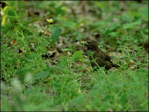 Amsel (Turdus merula)