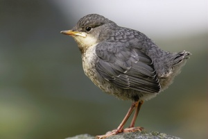 Wasseramsel Jungvogel