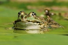 Brustschwimmer