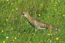 Großer Brachvogel