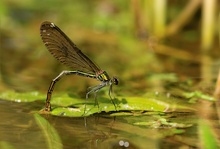 Eiablage der Blauflügelprachtlibelle