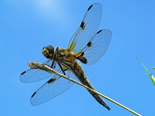 Vierfleck-Libelle