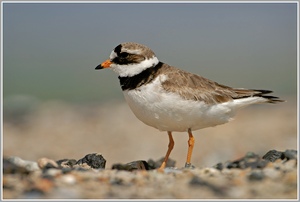 Sandregenpfeifer