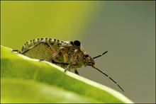 Baumwanze (Pentatoma rufipes)