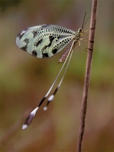 Fadenhaft (Nemoptera coa)