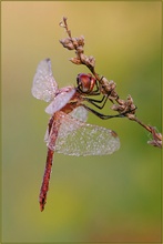 Frühe Heidelibelle - Sympetrum fonscolombii