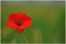 Mohn auf Gerste