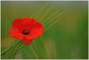 Mohn auf Gerste