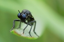 Schwarze Habichtsfliege