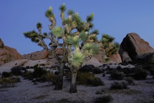 Joshua Tree am Abend