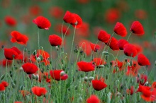 Klatschmohn