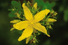 Blüte und Knospen vom Johanniskraut