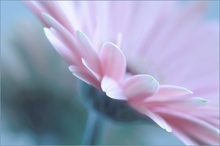 Gerbera