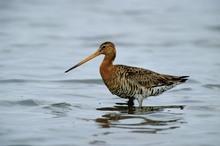 Uferschnepfe im Wasser