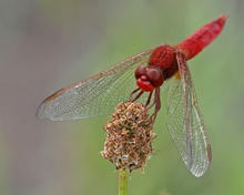 Feuerlibelle