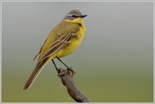 Schafstelze (Motacilla flava)