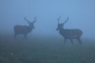 Begegnung im Nebel