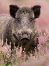 Wild Boar