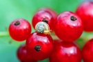 Schnecke auf Johannisbeeren