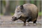 Wildschwein (Sus scrofa)