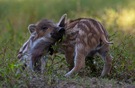 Kleine "Keilerei"