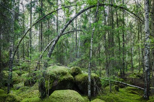 Bogenbirken im Dreiklangq