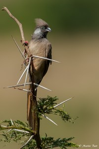 Braunflügel-Mausvogel (Colius striatus)