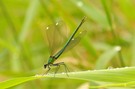 prachtlibelle beim abflug