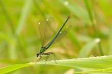 prachtlibelle beim abflug