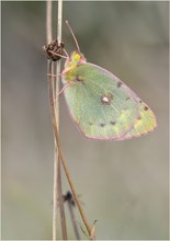 *Hufeisenklee-Gelbling_2*