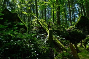 Urwald in den Alpen