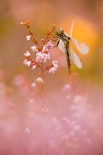 Spätherbst einer Schwarzen Heidelibelle im Frühherbst