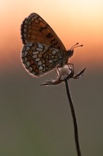 In der ersten Morgensonne