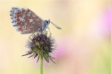 Himmelblauer Bläuling (Polyommatus bellargus)