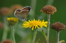 Blütenspringen eines Dunkelbraunen Bläulings....