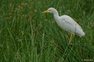 Kuhreiher (Bubulcus ibis)