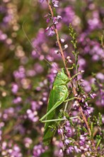 Großes Grünes Heupferd (Tettigonia viridissima) in der Heide