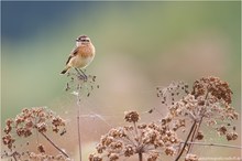 ~Herbstzug~