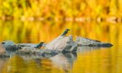 alcedo atthis