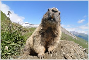 Alpenmurmeltier (Marmota marmota)