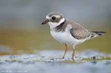 Sandregenpfeifer (Charadrius hiaticula) im Jugendkleid