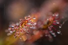 Drosera intermedia