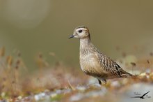 Mornellregenpfeifer (Charadrius morinellus)