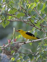 Pirol /Oriolus oriolus/