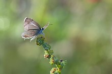 der vielleicht letzte Flug