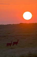 Rehwild bei Sonnenaufgang