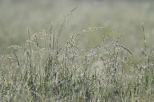 Wiese im morgentlichen Gegenlicht