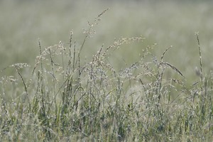 Wiese im morgentlichen Gegenlicht