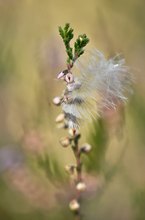 Verloren in der Heide