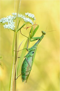 Mantis religiosa